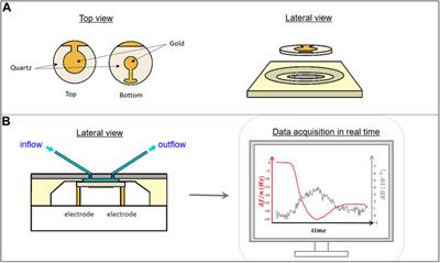 Quartz crystal microbalance and atomic force microscopy to characterize mimetic systems based on supported lipids bilayer